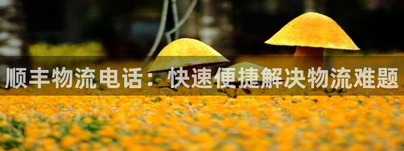 28圈口：顺丰物流电话：快速便捷解决