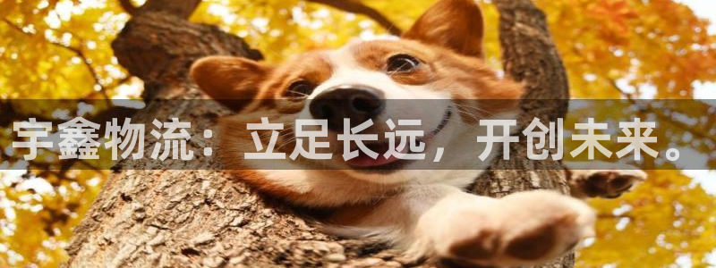 28圈账号注册：宇鑫物流：立足长远，