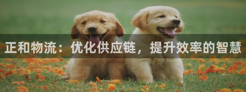 28圈登录不上咋回事：正和物流：优化