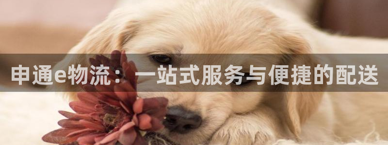 28圈哪个最赚钱：申通e物流：一站式